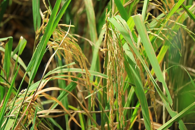 Herauf goldene reife Reiskörner im Paddy Field von Thailand geschlossen