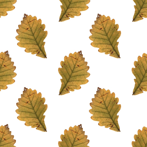 Herbário de folha amarela de carvalho