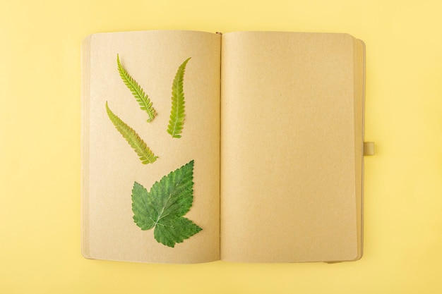 Herbario de diversas plantas secas prensadas en hojas de cuaderno vintage, herbolario. Conjunto botánico de flores silvestres, hierbas. Composición de otoño laicos plana, espacio de copia para texto