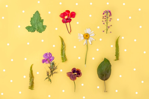 Herbario de diversas plantas secas prensadas sobre fondo amarillo. Conjunto botánico de flores silvestres, hierbas. Fondo floral de composición de otoño endecha plana