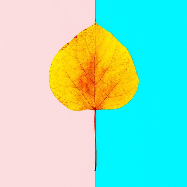 Foto herbario de hojas de otoño estilo de arte minimalista