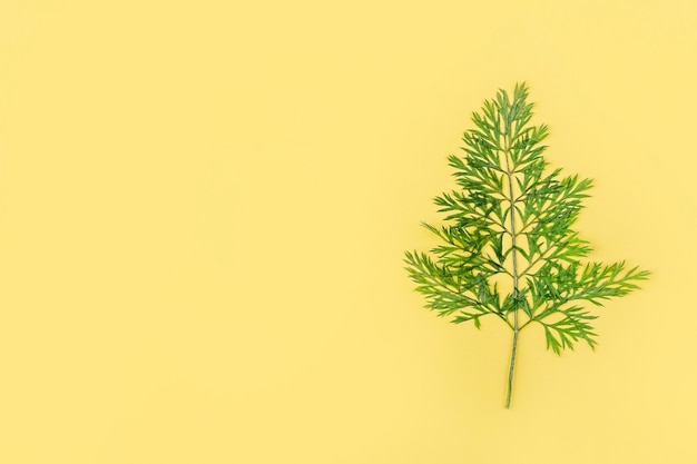 Herbarium von gepressten getrockneten Gemüseblättern auf gelbem Hintergrund. Botanischer Satz Kräuter und Pflanzen. Flache Herbstkomposition, Platz für Text kopieren.