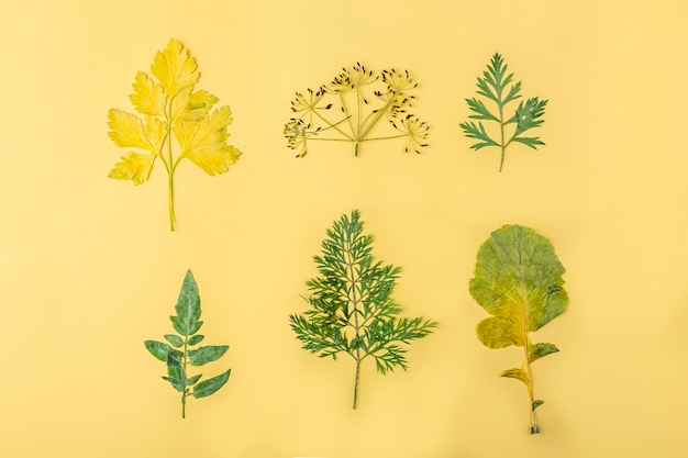 Herbarium von verschiedenen gepressten getrockneten Gemüseblättern auf gelbem Hintergrund. Botanischer Satz Kräuter und Pflanzen. Flache Herbstkomposition, Platz für Text kopieren