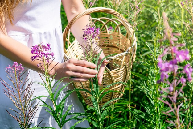 Herbolario joven recoge fireweed en una canasta en la pradera, primer plano de las manos