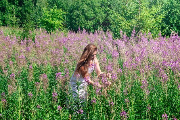 Herbolario joven recoge fireweed en una canasta en la pradera