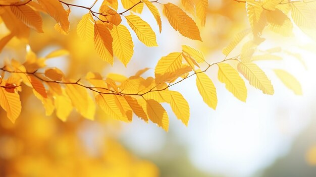 Herbst-Abstract-Hintergrund Elmbranche mit gelben Blättern auf einem Hintergrund mit einem Kopierraum Oktober-Himmel