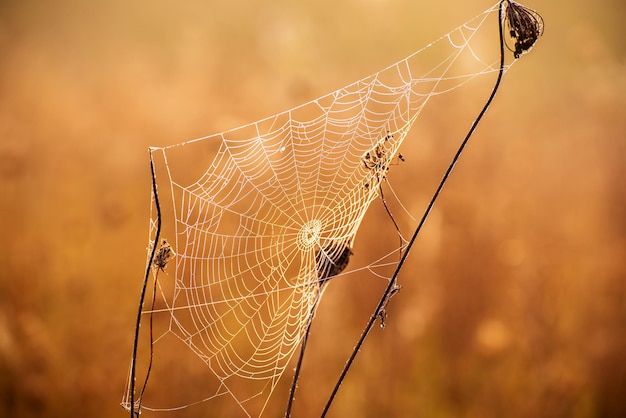 Herbst abstrakter Hintergrund mit trockener Pflanze bei Sonnenaufgang mit Spinnennetz, Vintage Retro-Bild