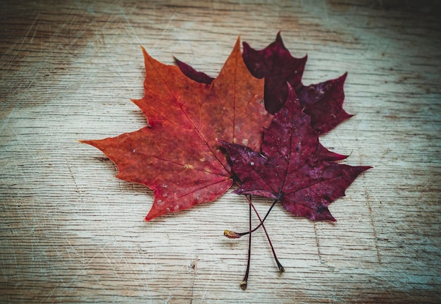 Foto herbst-ahornblätter auf dem holztisch herbst-grüßkarte-konzept