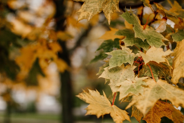 Herbst Ahornblätter Herbst Hintergrund