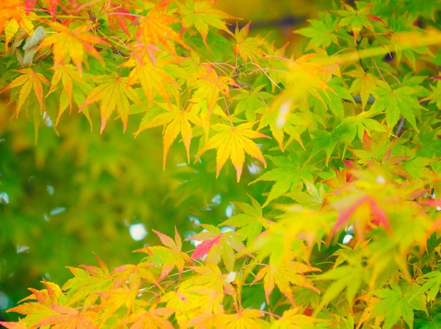 Herbst Ahornblätter