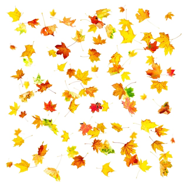 Herbst Ahornblätter