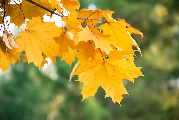 Herbst Ahornblätter