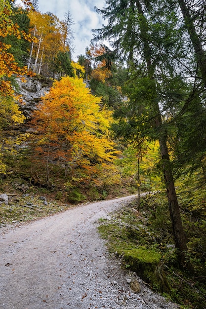 Herbst Alpen Bergwald In der Nähe von Gosauseen oder Vorderer Gosausee See Oberösterreich Dachsteingipfel und Gletscher in der Ferne