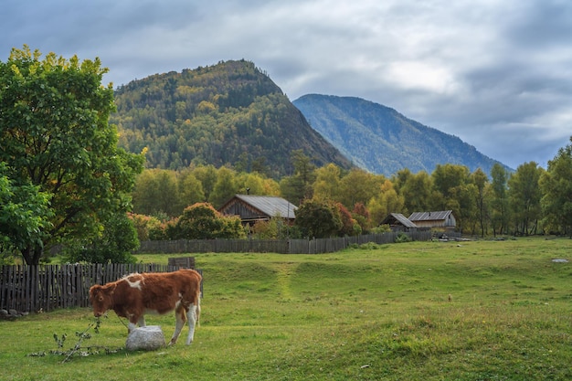 Herbst am Teletskoye-See, Altai-Gebirge, Teletskoye-See, Südsibirien, Russland