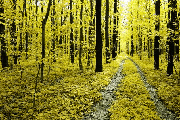 Herbst Bäume im Wald