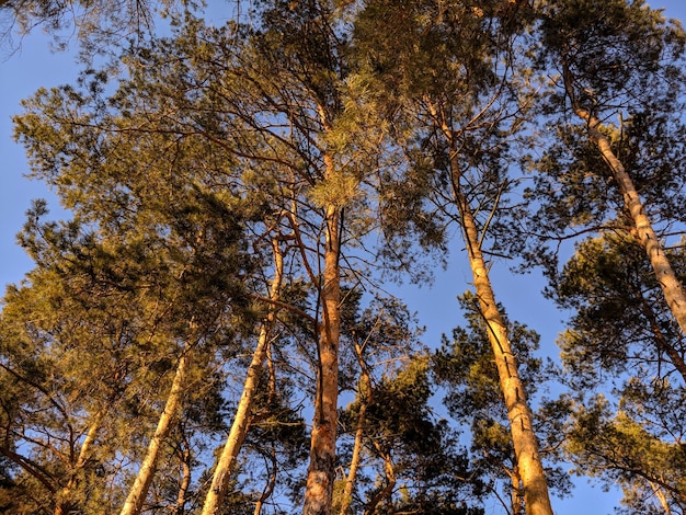 Herbst Bäume im Wald