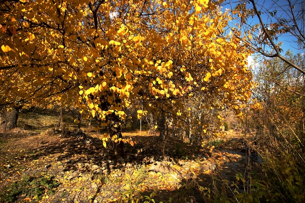 Herbst Bäume im Wald