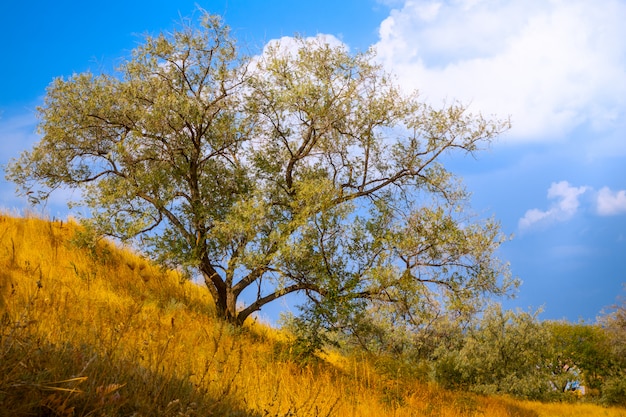 Herbst Baum