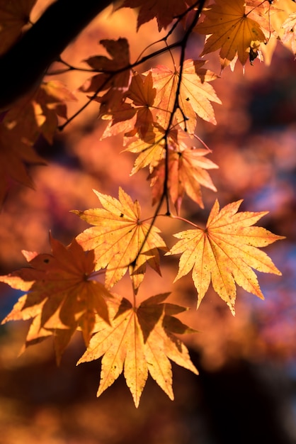 Herbst Baum