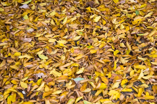 Herbst Blätter auf dem Boden