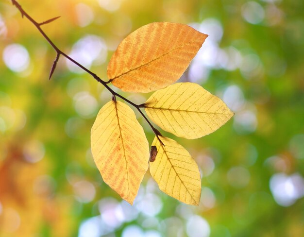 Herbst Blätter