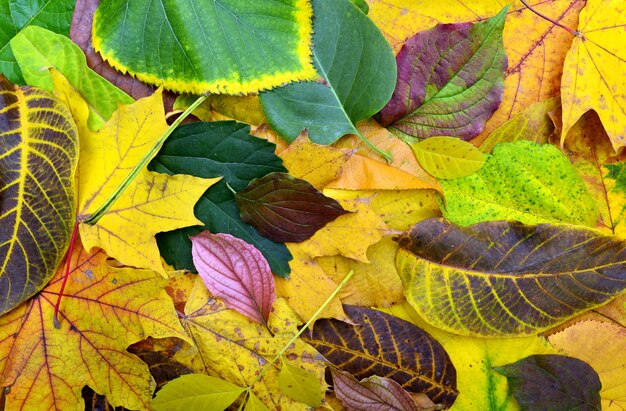 Herbst Blatt Textur