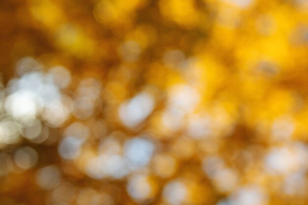 Foto herbst-bokeh-hintergrund mit unscharfen gelben blättern