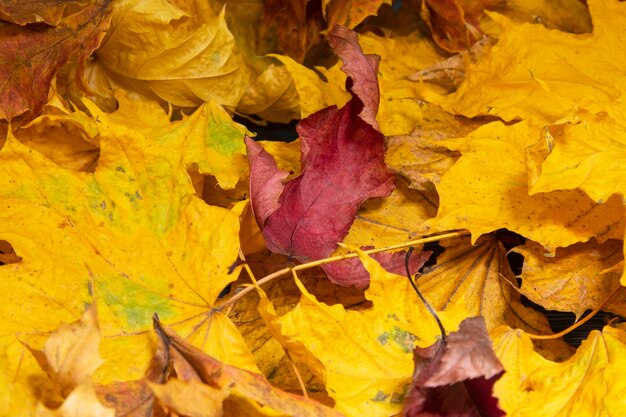 Herbst. Bunte Ahornblätter liegen auf dem Gras