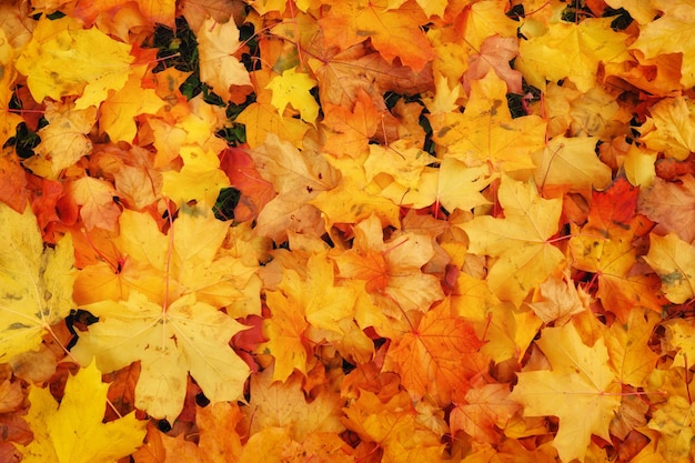 Herbst bunte orange, rote und gelbe Ahornblätter als Hintergrund im Freien.