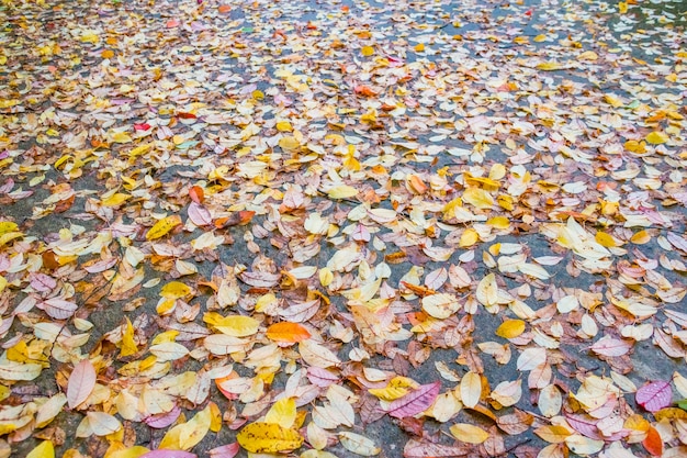 Herbst buntes Laub auf dem Boden