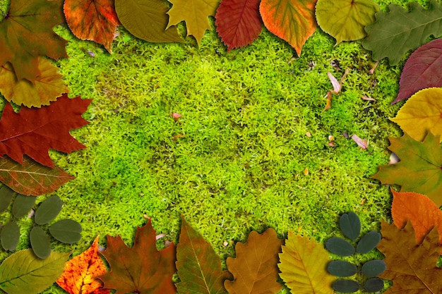 Herbst-Danksagungshintergrund. Leuchtend gelb-orange grüne rote Blätter auf horizontalem Hintergrund des grünen Moos. Buntes Laub. Kopieren Sie Platz für Text.