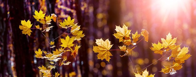 Herbst dunkler dichter Wald mit gelben Ahornblättern auf den Bäumen bei sonnigem Wetter