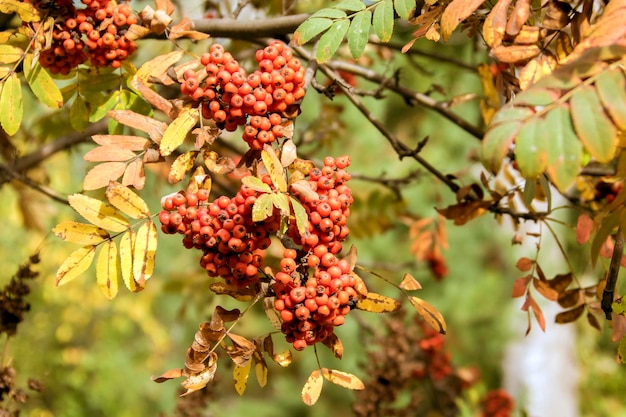 Herbst-Eberesche