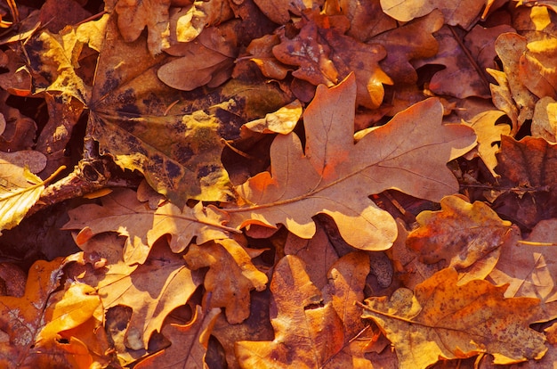 Herbst Eiche verlässt Hintergrund