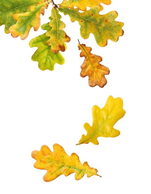 Herbst Eichenblätter lokalisiert auf weißem Hintergrund. fallendes gelbgrünes Laub.