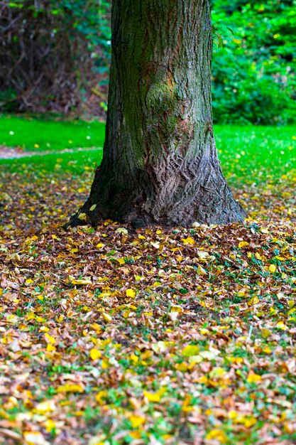 Herbst-Fall-trockene Blätter Saisonpflanzen-Flora-Konzept