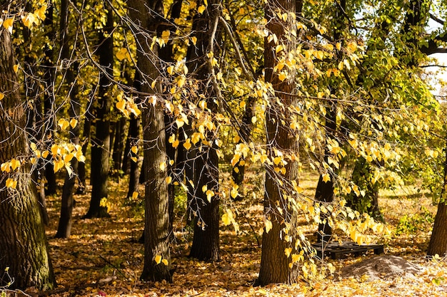 Herbst. Fallen. Herbstlicher Park. Herbstbäume und Blätter