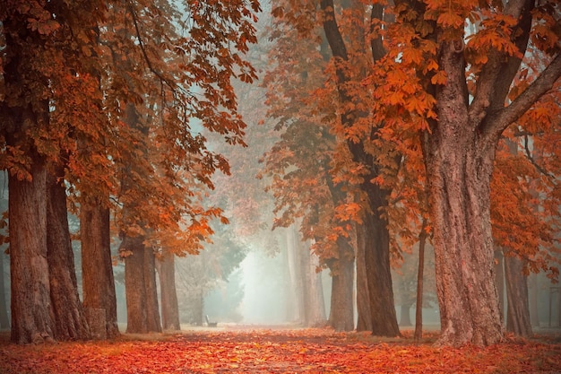 Herbst fallende Bäume