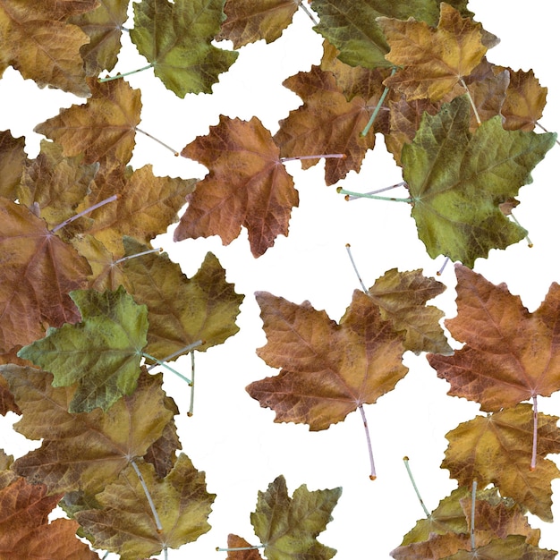 Herbst farbige trockene Blätter natürliches Muster auf weißem Hintergrund