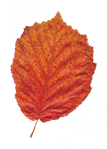 Herbst farbiges blatt der roten erle getrennt auf weiß
