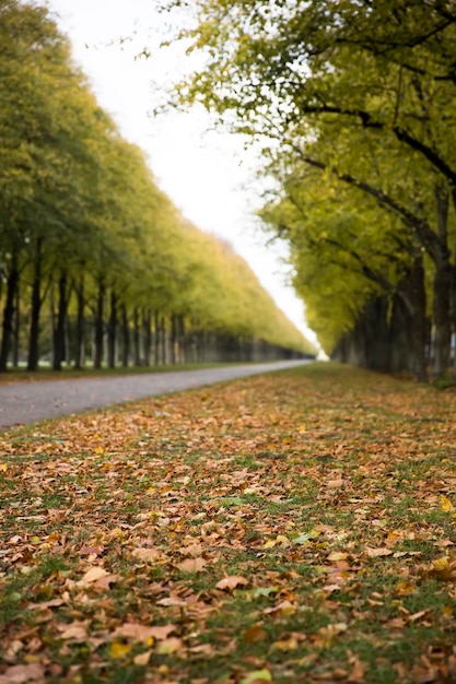 Herbst Gasse