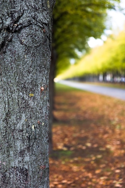 Herbst Gasse