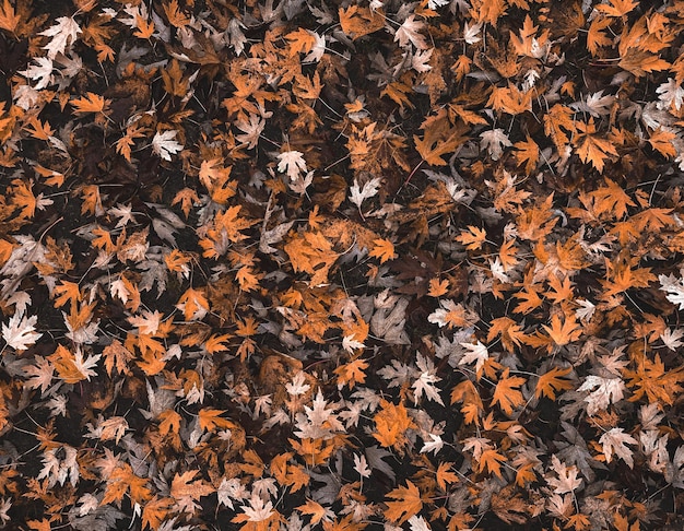 Foto herbst gefallene blätter von bäumen auf dem boden textur der gefallenen blätter herbstlandschaft