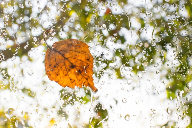 Herbst gefallenes Blatt auf nassem Glasfenster mit Regentropfen. Herbst Ankunft Konzept.