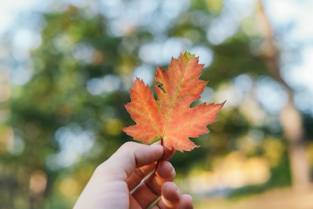 Herbst gefallenes orange trockenes Blatt eines Ahornbaums in der Hand einer Frau gegen den unscharfen Hintergrund