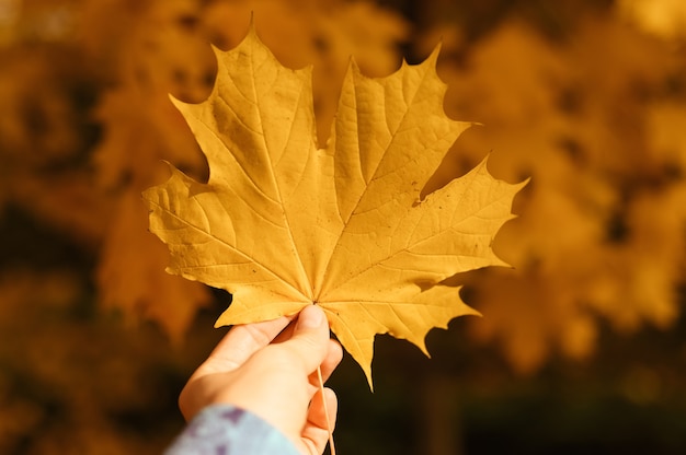 Herbst gefallenes orange trockenes Blatt eines Ahornbaums in der Hand einer Frau vor dem Hintergrund von orangefarbenem Laub. weibliche Hand, die Herbstblatt hält