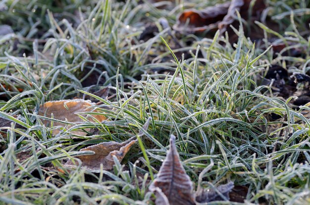 Herbst gefrorenes grünes Gras.