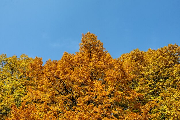 Herbst. gelbe Bäume in der Nähe des Flusses gegen den blauen Himmel.