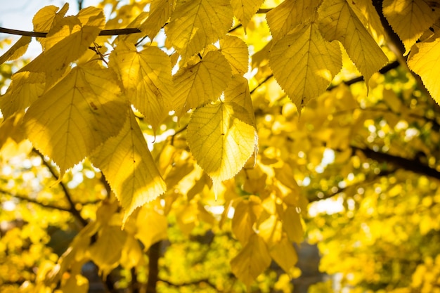 Herbst gelbe Blätter. sonniger Tag. Zweig mit gelben Blättern.