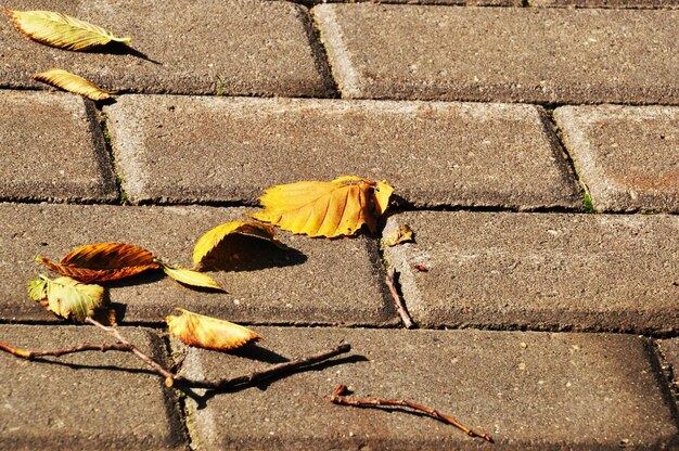 Herbst. Gelbe Blätter und Äste, die auf den Boden gefallen sind. Äste auf dem Kopfsteinpflaster.